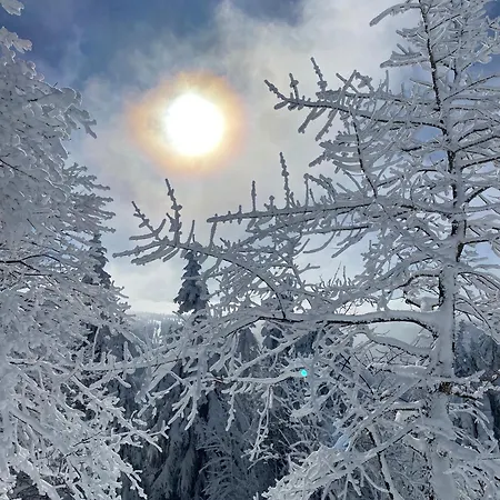 Schwarzwald Nest - Lejlighed *