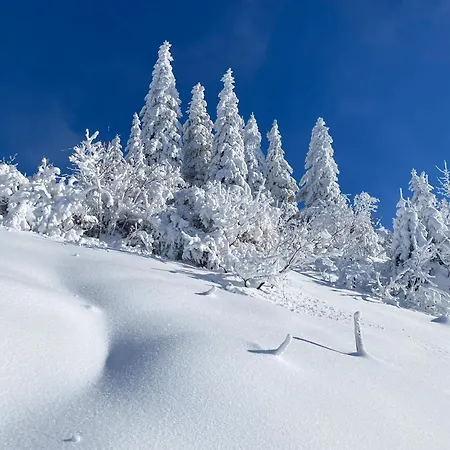 Lejlighed Schwarzwald Nest - Feldberg (Baden-Wurttemberg)